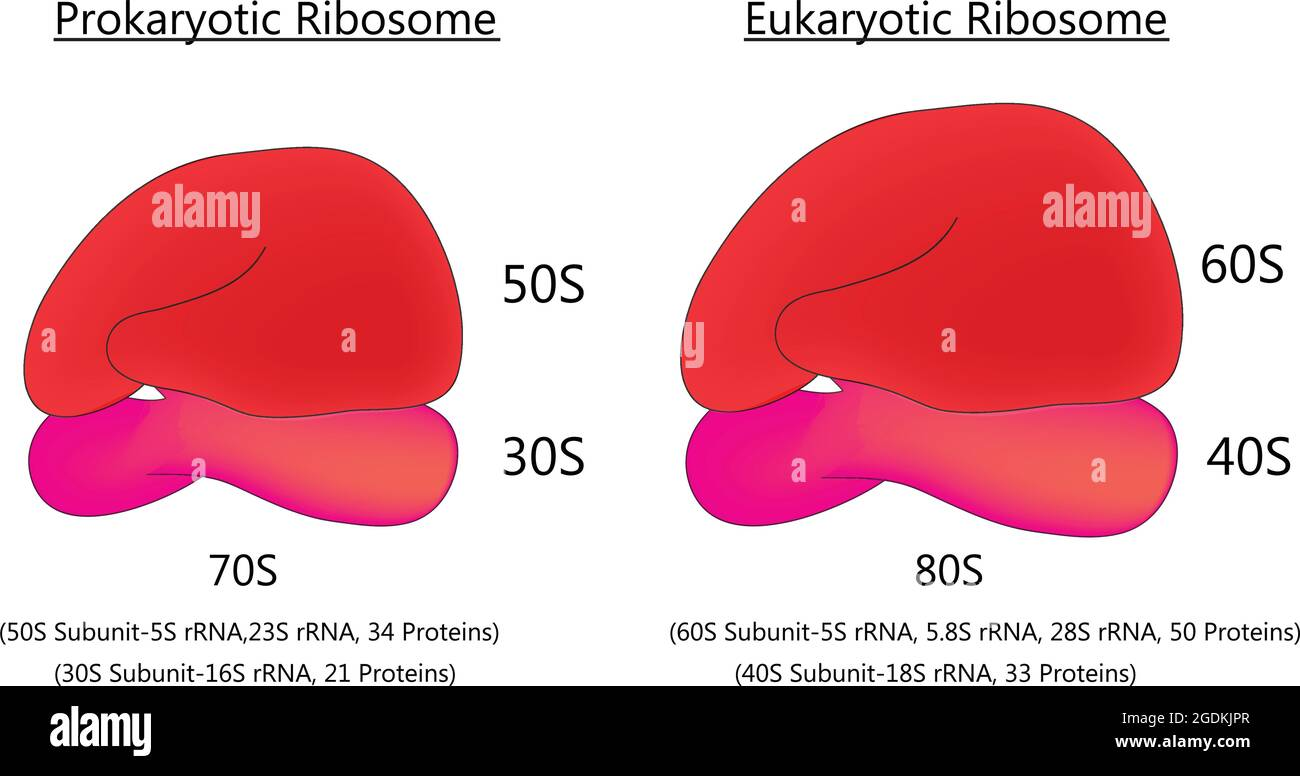 <p>Are bacterial ribosomes smaller or larger than human ribosomes?</p>