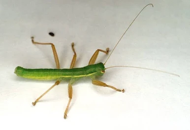 <p>Common name of order: Ice crawlers, Rock crawlers, Heelwalkers. Neopteran. Hemimetabolous.</p>