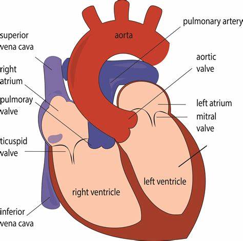 <p>The ventricles are contracting and the AV valves close. You are hearing the sound of the vales shutting. </p>