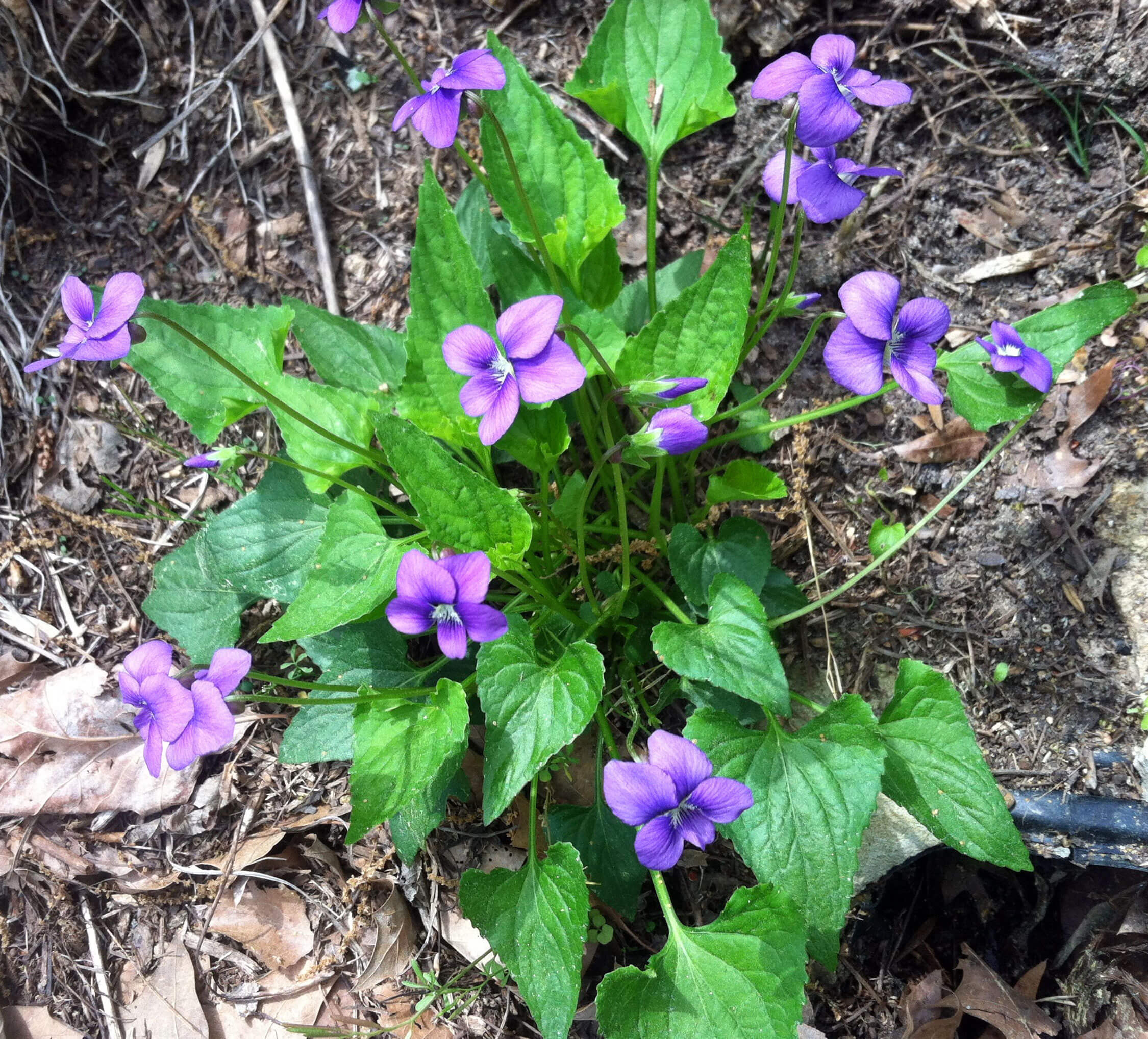 <p>common blue violet</p>