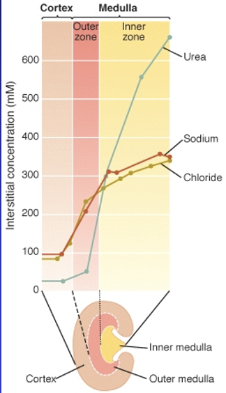gradient maintained by absorption of NaCl from loop of Henle urea from collecting duct

cortical nephron

medulla area has high salt content, high osmolarity

\
