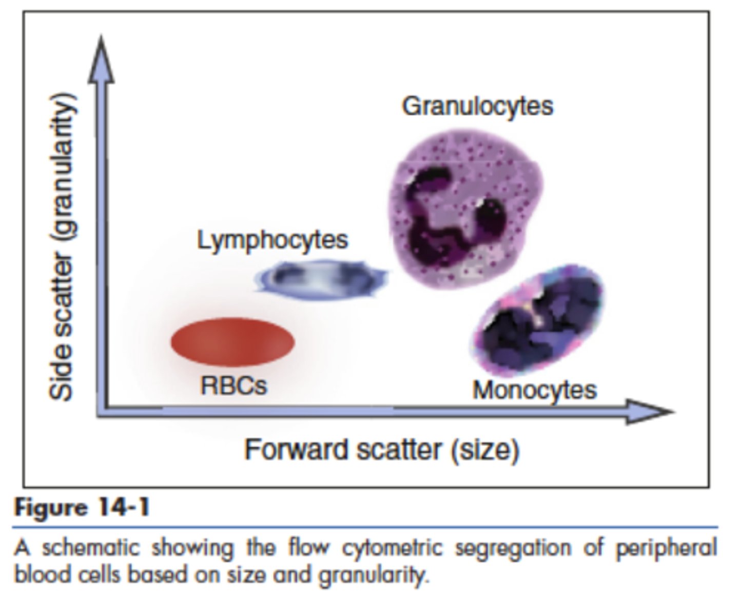<p>90 degrees, measures internal complexity through refraction of internal structures, granules, and nuclear lobes</p>