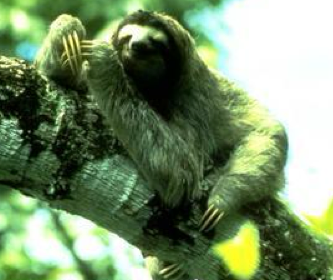 <p>three toed</p>