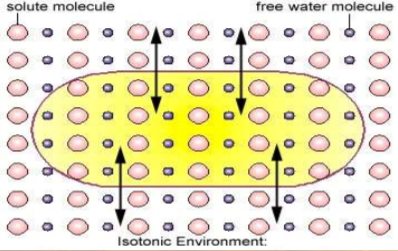 <ul><li><p>concentration of solutes inside cell is same as outside</p></li><li><p>no net mvmt of water</p></li></ul>