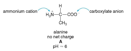 <p>neutrally charged zwitterion, at 7.4 pH (neutral pH)</p>