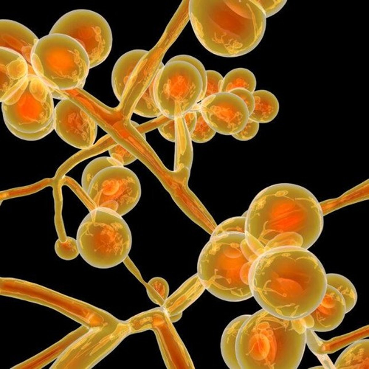 <p>Eukaryotic organisms, often decomposers or pathogens.</p>