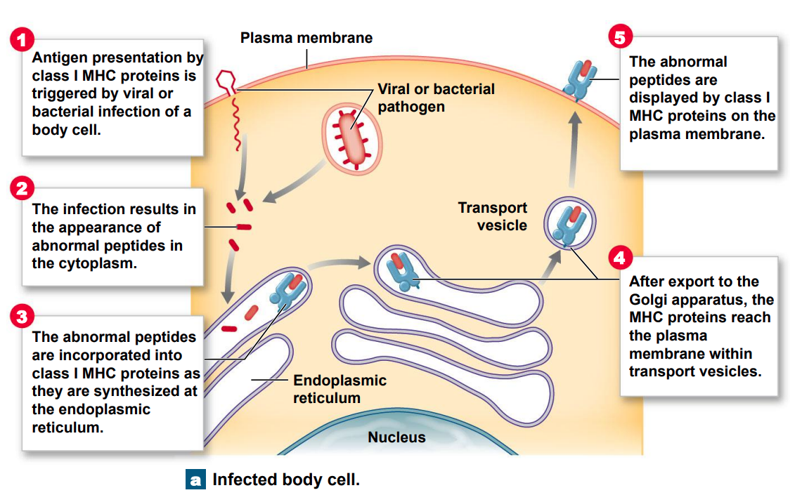 Pick up small peptides in cell cytoplasm and carry them to the surface 

* T cells ignore normal peptides 
* Abnormal peptides or viral proteins activate T cells to destroy cell