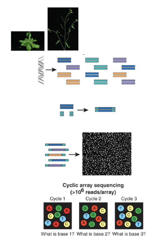 <ul><li><p>isolate RNA from tissues</p></li><li><p>make cDNA and fragment to smaller pieces (thru RT-PCR)</p><ul><li><p>more stable than RNA</p></li></ul></li><li><p>add PCR adaptors to fragments</p><ul><li><p>adding short DNA sequences of known sequence to both ends of unknown cDNAs</p></li><li><p>all cDNA fragments now flanked by known sequences</p></li></ul></li><li><p>generate array of PCR colonies by bridge PCR (using primers against adaptors sequences)</p><ul><li><p>i.e PCR carried out on fixed surface (membrane)</p></li></ul></li><li><p>sequence each PCR colony</p></li><li><p>assemble PCR fragments into full sequence</p></li></ul><p></p>