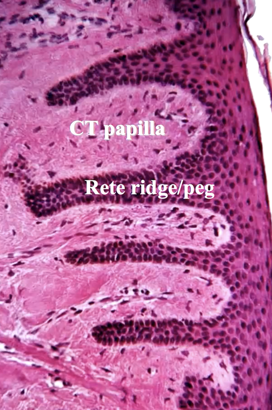 <p>rete pegs and CT papilla (increases friction to withstand pressures from mastication)</p>