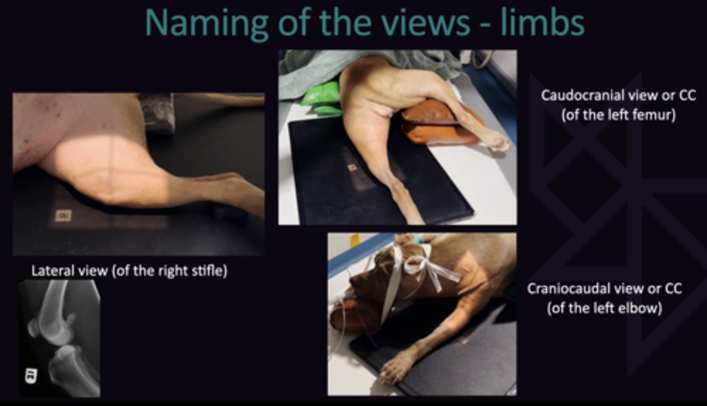 <p>1. In Theory "Mediolateral/Lateromedial View), However doesn't make a difference. Nomenclature relevant for whole limb</p><p>2. X-Ray hits caudal surface of leg first, then cranial surface</p><p>3. X-Ray hits cranial surface of leg first, then caudal surface</p>
