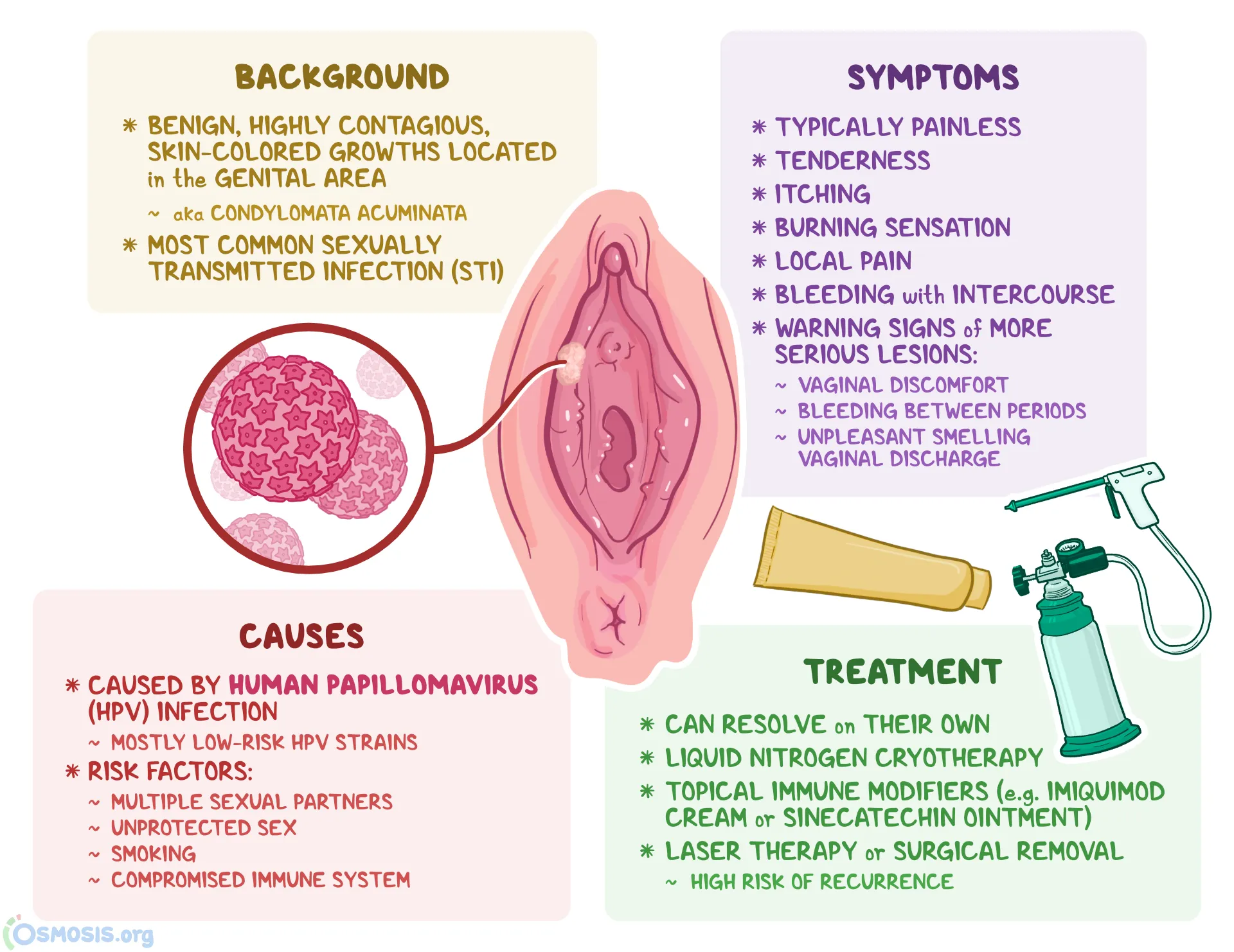<p>PP: benign viral tumor<br>genital wart</p><p>E:<br><u>cervical:</u><br>HPV 16<br>HPV 18<br>RF for dysplasia→cervical cancer</p><p><u>genital:</u><br>sexual contact</p><p>CM: multiple/confluent papules<br>irregular surface<br>on genital mucosa</p><p>TX:<br>NP:<br><strong>1st line: cryotherapy</strong><br><strong>HPV vaccine</strong><br>laser surgery</p><p>MX:<br><strong>1st line: topical salicylic acid</strong><br><strong>topical imiquimod</strong><br>intralesional bleomycin<br>topical fluorouracil<br>topical immunotherapy</p>
