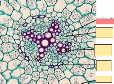 <p>(It is harder to see the Xylem, Phloem, endodermis etc in a monocot root )</p>