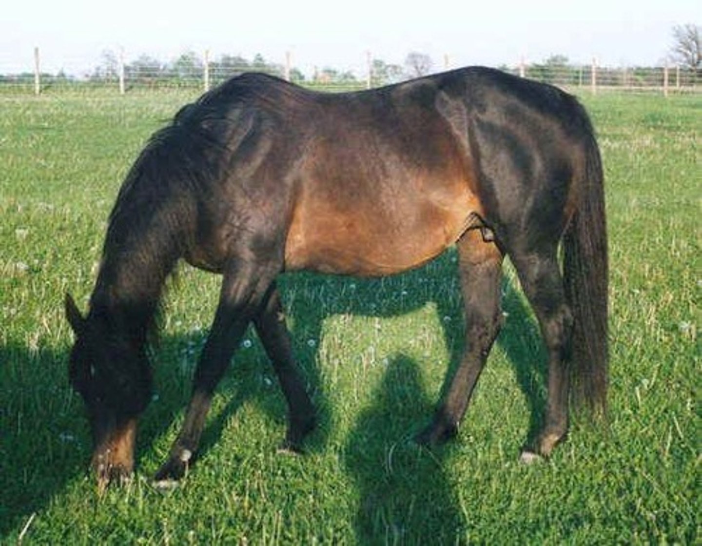 <p>- Almost black, but brown or tan hair is found on flank or muzzle</p>