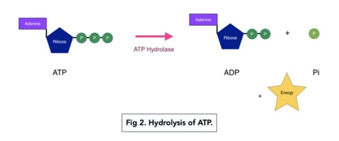 <p>ATP hydrolysis is the process where ATP (adenosine triphosphate) is broken down by a water molecule to release energy.</p>