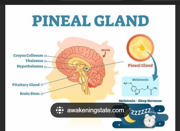 <p>Produces melatonin, which regulates sleep-wake cycles.</p>