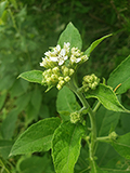 <p>Verbesina viginica</p><p>(Aster)</p>