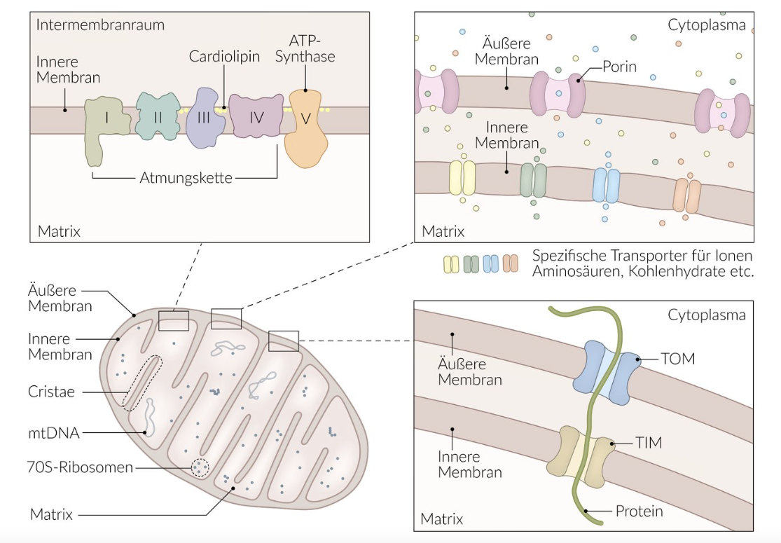 <p>C. Mitochondria contain their own circular DNA in the matrix.</p>