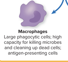 <ul><li><p>Large phagocytic cells, </p></li><li><p>High capacity for killing microbes and cleaning up dead cells</p></li><li><p>Antigen presenting cells</p></li><li><p>Agranulocyte</p></li></ul><p></p>