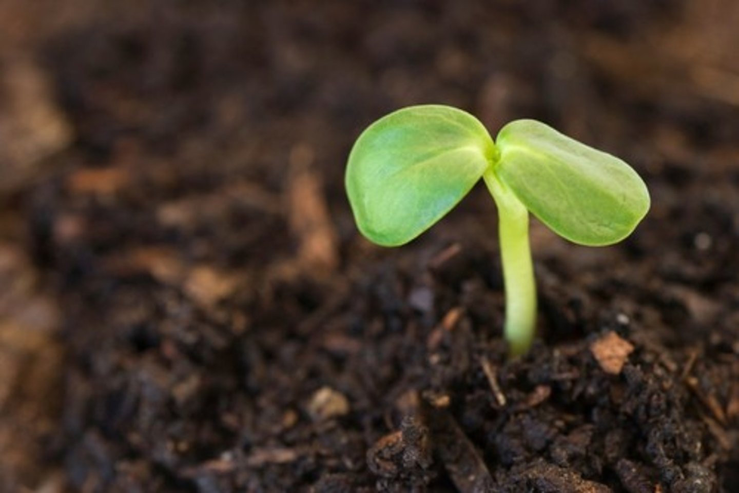<p>= sprout, sapling, plantlet</p>