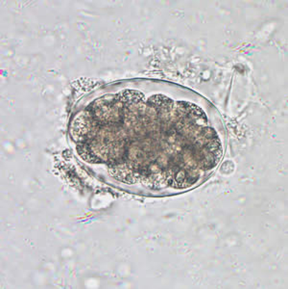 <p>What is this egg</p>