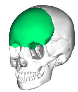 <ul><li><p>2 separate bones at birth that fused soon after</p></li><li><p>Forms forehead &amp; anterior part of cranial floor</p></li></ul><p></p>