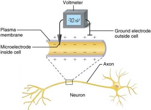 <p>Can measure potential (charge) difference across membrane of resting cell </p>