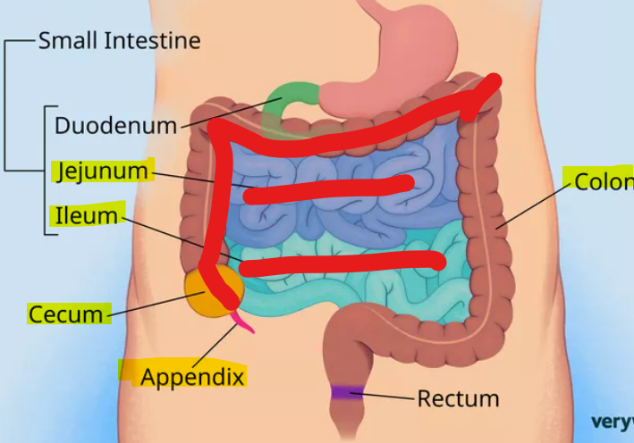 <ul><li><p>midgut</p><ul><li><p>cecum</p></li><li><p>jejunum</p></li><li><p>ileum</p></li><li><p>appendix</p></li><li><p><strong>(2/3 upper)</strong> ascending colon</p></li></ul></li></ul><p></p>