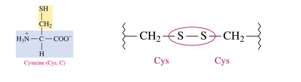 <ul><li><p>covalent bonds that form between -SH groups of cysteine</p></li><li><p>strongest type of interaction between two side chains</p></li></ul>