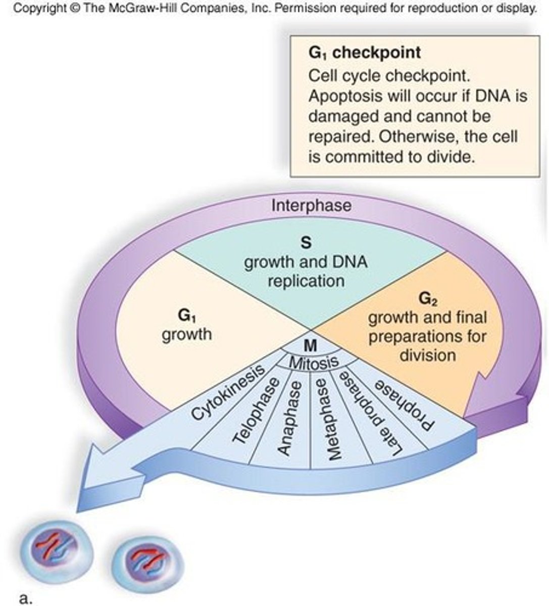 <p>The phase of the cell cycle consisting of G1, S, and G2 stages.</p>