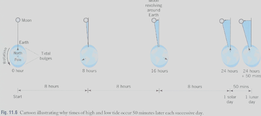 <p><span>Moon’s period: 27.3 days. Every 24 hour, Moon has traveled 13.2<sup>o</sup>. </span></p><ul><li><p><span>After 24 hours, the moon has moved so the same spot on the earth would not be facing the moon exactly. This is why high tide in the same location occurs 50 minutes later each day, because it takes 50 minutes for the earth to rotate and catch up with the 13.2<sup>o</sup> that the moon has moved from its initial position at the beginning of the 24 hours</span></p></li></ul>