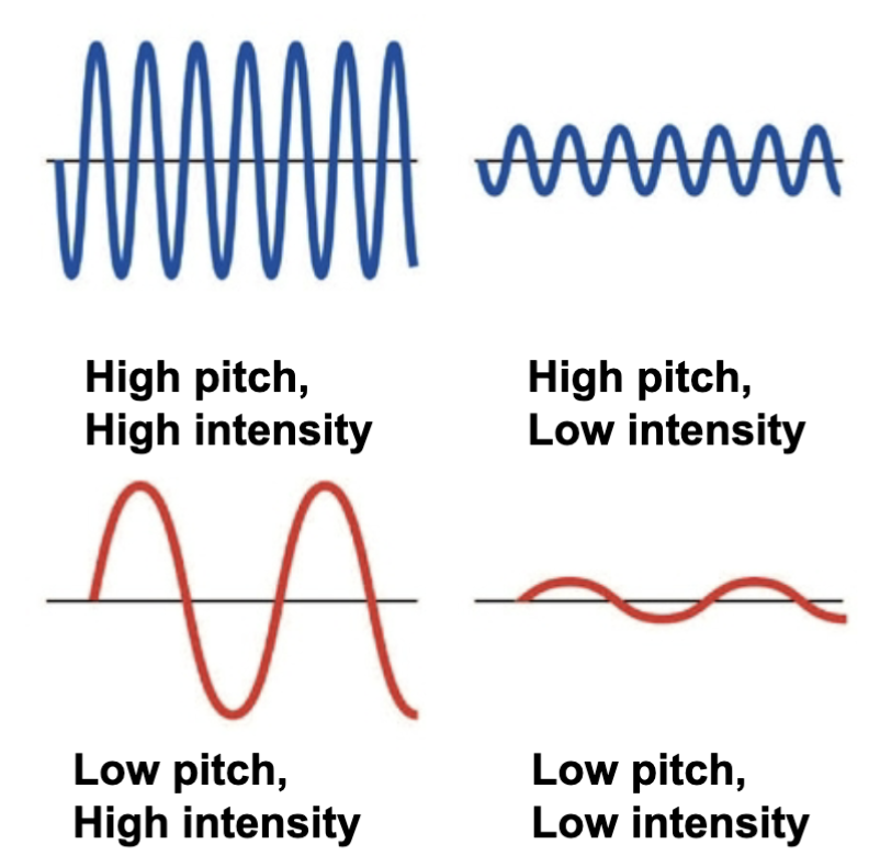 <p>we can have increased and decreased pitch and intensities</p><ul><li><p>pitch: frequency of pressure changes</p></li><li><p>intensity: amplitude of pressure changes</p></li></ul><p></p>