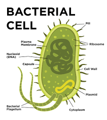 Unicellular and prokaryotic
