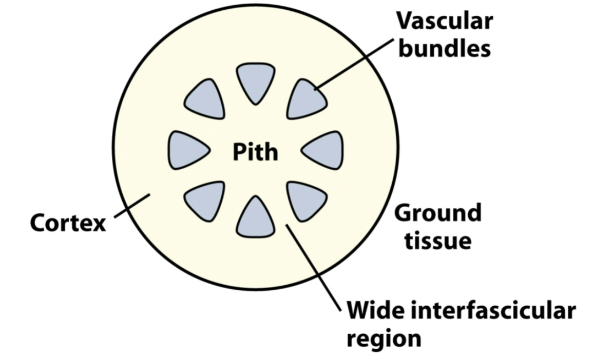 <ul><li><p>wide interfasicular region</p></li></ul><p></p>