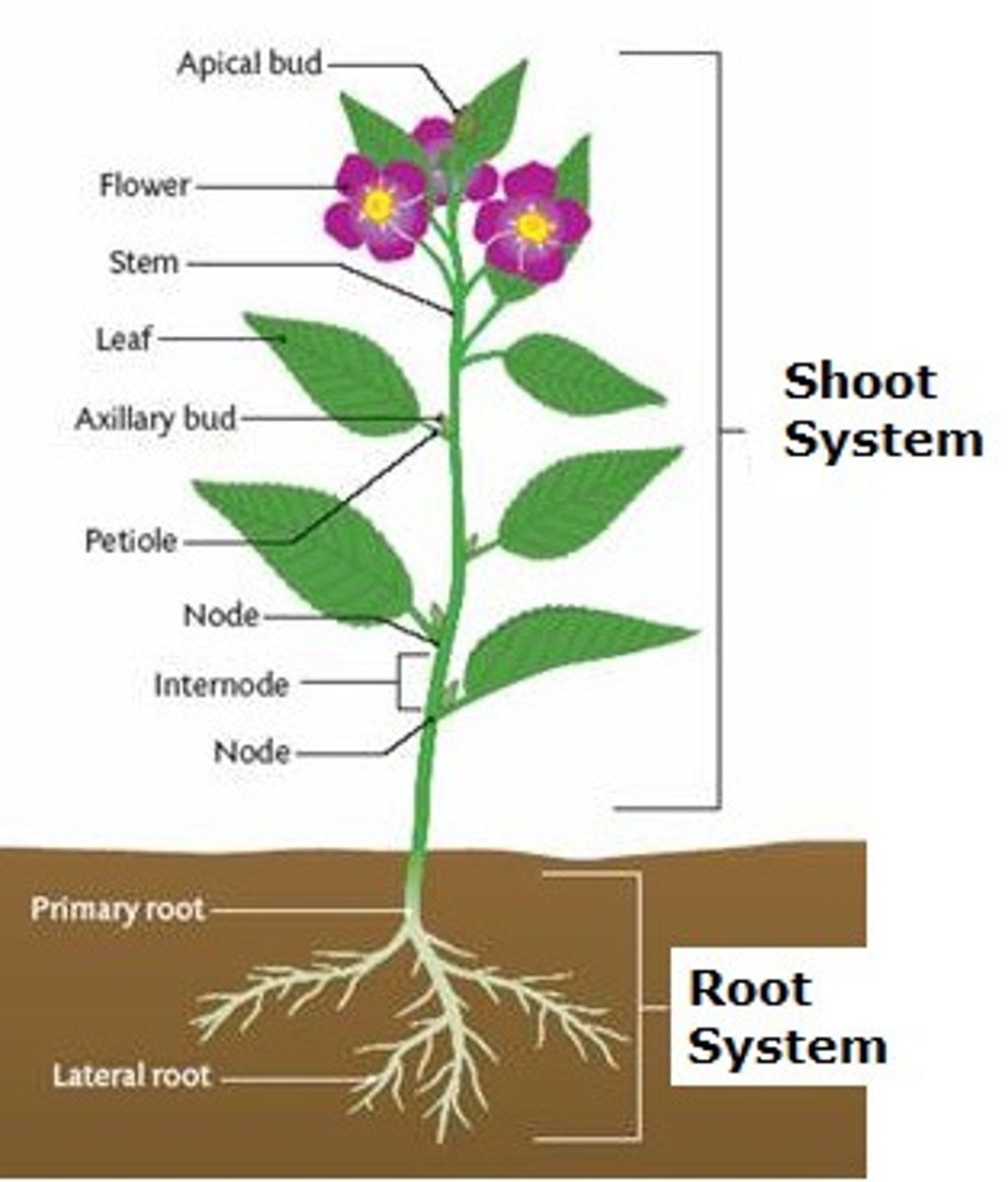 <p>An organ system in a plant which supports the plant, performs photosynthesis, and transports the sap (water and nutrients)</p>