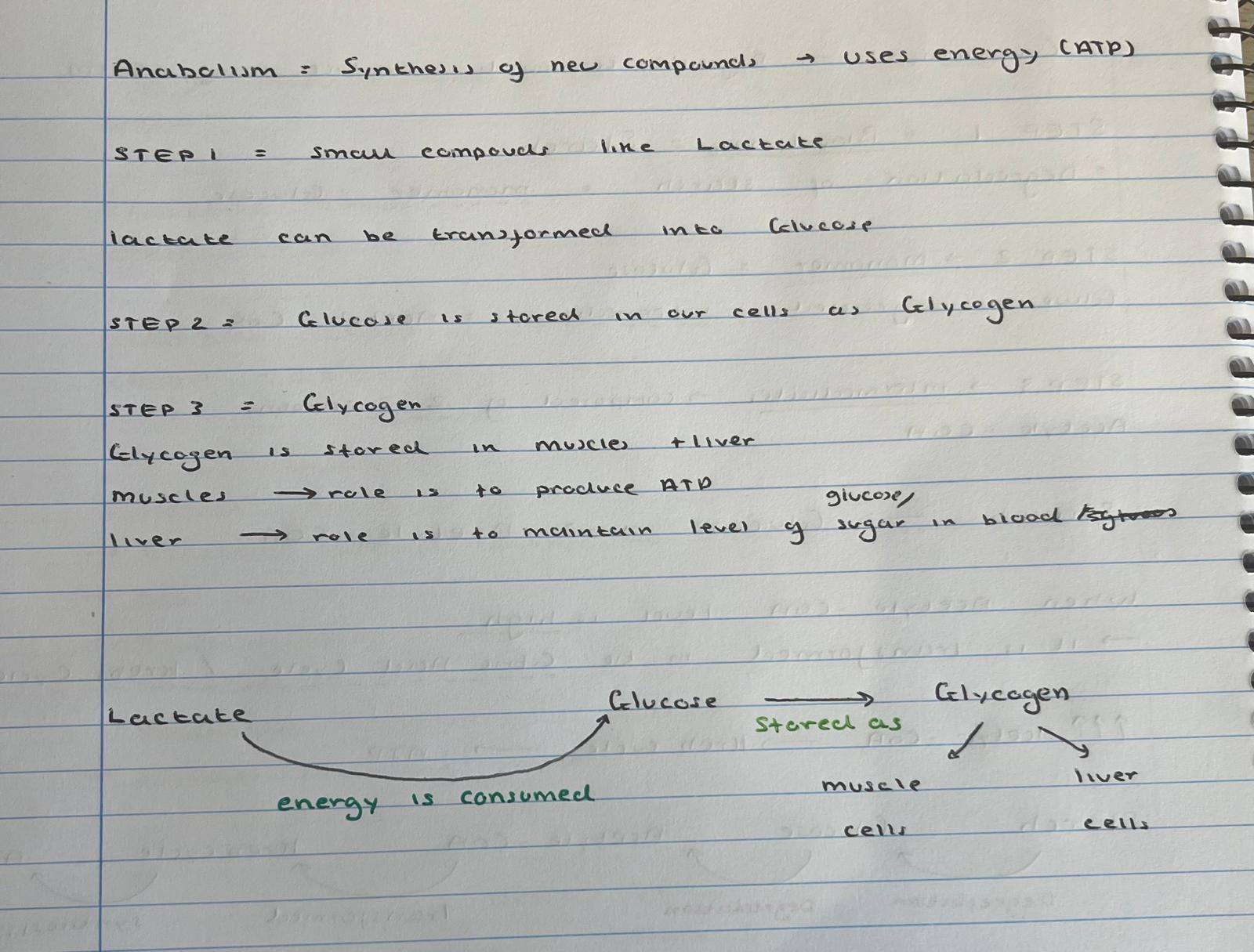 <p>anabolism - read </p>
