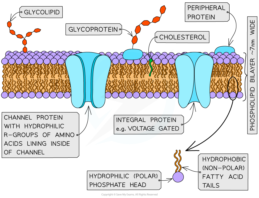 <p>Be sure to include:<br><br>The phospholipid bilayer, making it clear which part is the phosphate head and which parts are the hydrocarbon tails</p><p>Integral proteins, e.g. channel/carrier proteins</p><p>Peripheral proteins that do not extend into the hydrophobic region</p><p>Glycoproteins and Glycoproteins</p>