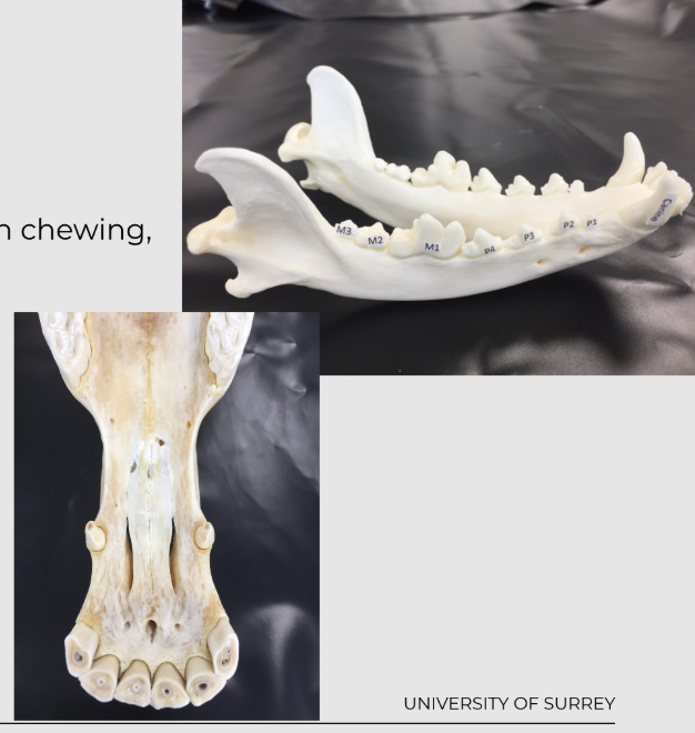 <p>arranged in two dental arches - upper and lower arches face each other </p><p></p><p>upper teeth are inside the incisive and maxillary bones</p><p></p><p>lower teeth are in the mandibular bones</p><p></p><p>teeth specialised for chewing, tearing and prehension</p><p></p><p>some animals heterodont - I (incisors),C (canines), PM (premolars), M (molars)</p><p></p><p>other animals are diphyodont - deciduous and permanent - all teeth are the same and they are milk teeth that dont fall off and just shed over time</p>