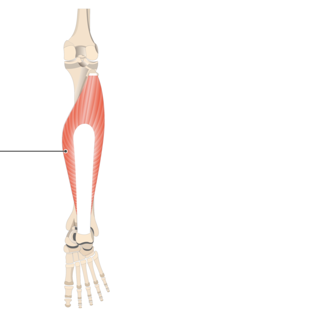 <p></p><p>origin: tibia</p><p>insertion: calcaneus</p>