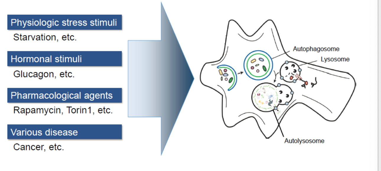 <ul><li><p>physiological stress stimuli</p><ul><li><p>starvation</p></li></ul></li><li><p>hormonal stimuli</p><ul><li><p>glucagon</p></li></ul></li><li><p>pharmacological agents</p><ul><li><p>rapamycin, torin 1</p></li></ul></li><li><p>various disease</p><ul><li><p>cancer</p></li></ul></li></ul><p></p>