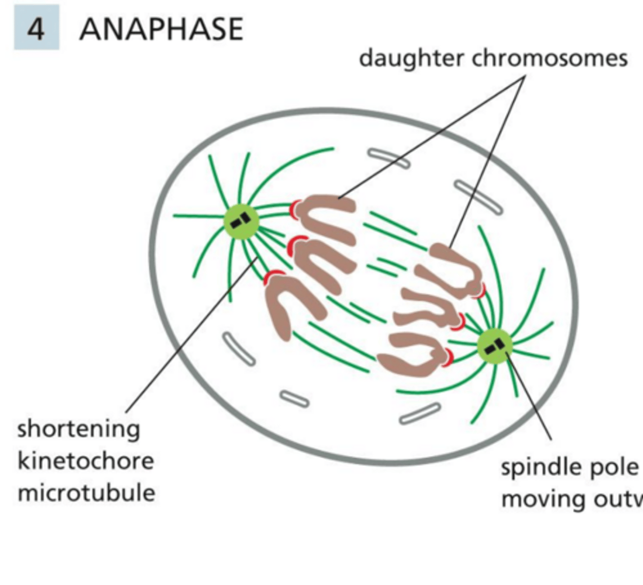 <p>Anaphase</p>