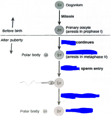 <p>Fill in the blue blanks.</p>