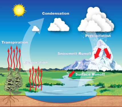 <p>precipitation, runoff, groundwater, evaporation, condensation/transpiration </p>