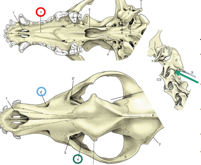 A hole in the bone through which vessels or nerves may travel