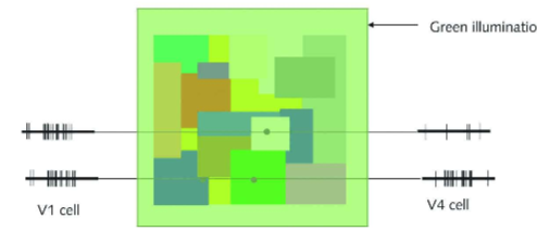<p>V1 vs. V4/V8 Areas in the Brain:</p><ul><li><p><strong>V1 (Primary Visual Cortex)</strong> = processes basic color information but does not adjust for changes in ambient light.</p></li><li><p><strong>V4/V8 (Higher Visual Areas)</strong> = help correct for lighting changes, making colors appear more stable.</p></li></ul><p>Colour perception:</p><ul><li><p>V1 response to white patch when ambient light its green = response changes bc V1 does NOT discount ambient light</p></li><li><p>V4 response to white patch when light is green = stays the same bc V4 DOES discount ambient light</p></li></ul><p></p>
