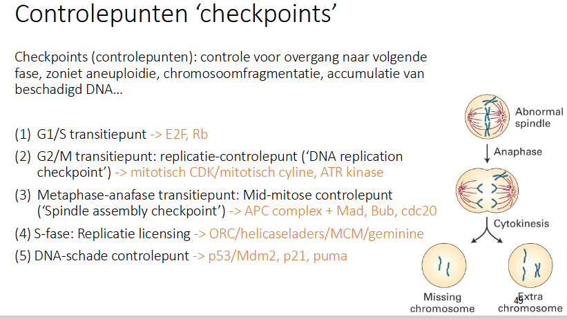 <p>Checkpoints (controlepunten): controle voor overgang naar volgende fase, zoniet aneuploidie, chromosoomfragmentatie, accumulatie van beschadigd DNA…</p><ul><li><p>G1/S transitiepunt</p></li><li><p>G2/M transitiepunt</p></li><li><p>Metafase-anafase transisitiepunt</p></li><li><p>S-fase</p></li><li><p>DNA-schade controlepunt</p></li></ul><p></p>