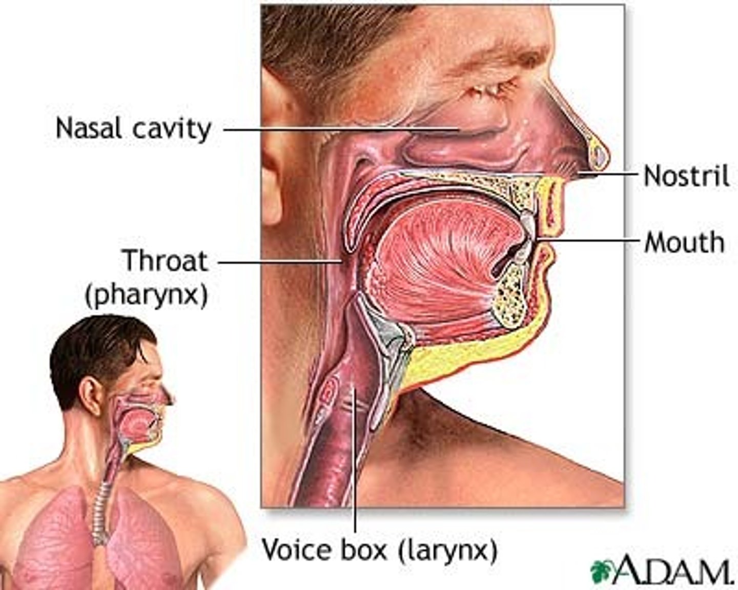 <p>nose and nasal passages, sinuses, tonsils, eustachian tube, pharynx, larynx, uvula, epiglottis.</p>