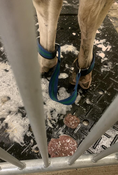 <p>inflammation of all layers of the uterus within 21 days of calving (most occur within 3-10 days after calving)</p><p>it is a polymicrobial postpartum uterine disease</p>