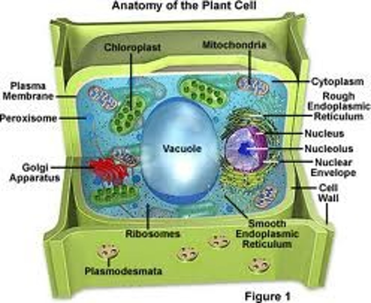 <p>An extracellular structure in plants which is rigid and surrounds the cell membrane giving it shape and support, like playtex for plants lol! It is primarily composed of cellulose which is a polysaccharide.</p>