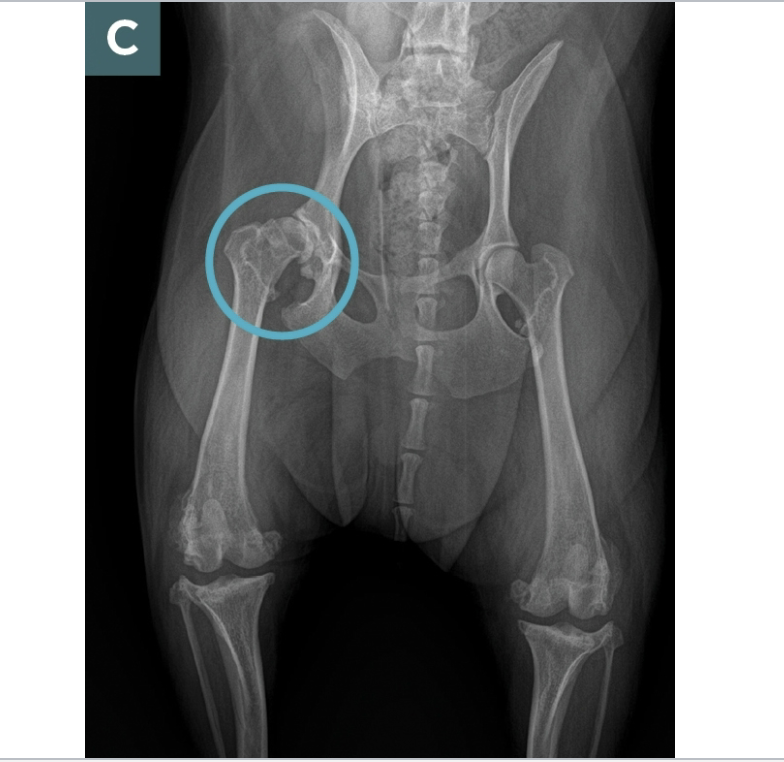 <p>Middle aged to seniors are affected</p><p>Chronic and progressive</p><p></p><p>Destructions of articular bone cartilage</p><p>thickening of subchondral bone</p><p>Formation of osteophytes</p><p></p>