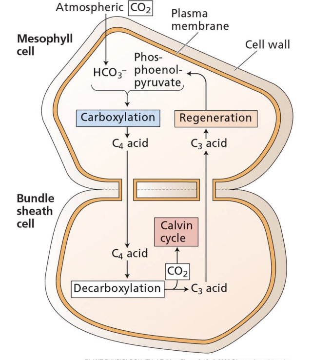 <p>avoid photorespiration by separating carboxylation from Rubisco</p>